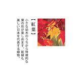 SEISHIN|日式柏樹盆景套裝|日本直送