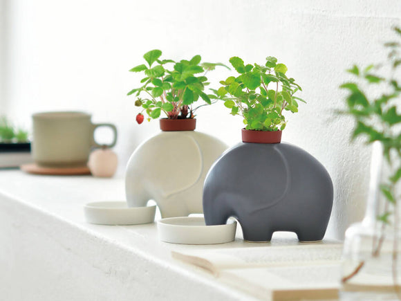 SEISHIN|大象瀨戶燒陶瓷盆栽系列|日本直送