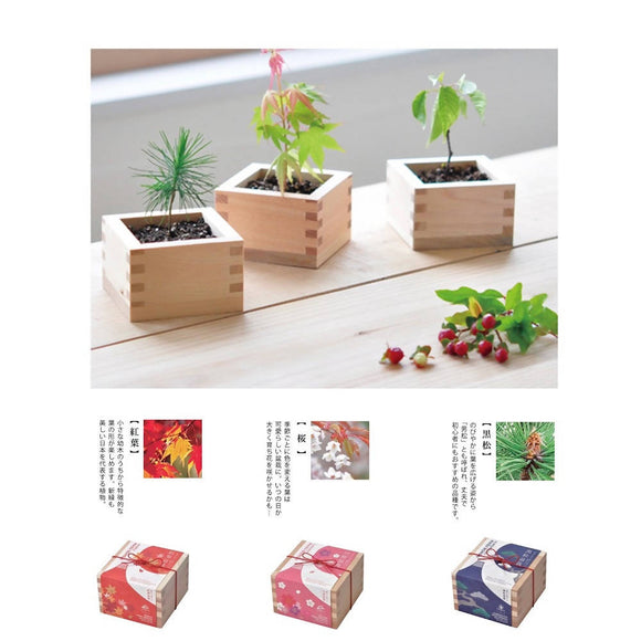 SEISHIN | 特色樹木品種‧小木盆系列 | 黑松 , 紅葉