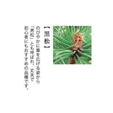 SEISHIN|日式柏樹盆景套裝|日本直送