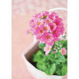 Seishin｜日本櫻草｜Floral Container 系列｜家居種植包｜日本