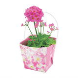 Seishin｜日本櫻草｜Floral Container 系列｜家居種植包｜日本