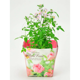 Seishin｜迷你玫瑰｜Floral Container 系列｜家居種植包｜日本