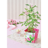 Seishin｜迷你玫瑰｜Floral Container 系列｜家居種植包｜日本