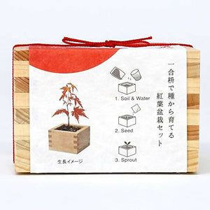 SEISHIN|日式柏樹盆景套裝|日本直送