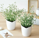 日本SEISHIN植物種植包|兔尾草 | 波波草